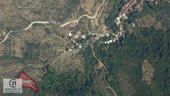 C21 Cius; Karsak'ta Kaçırılmayacak Fırsat Zeytinlik 3796 M2