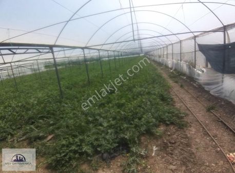 Antalya Aksu Dumanlar Köyüde Satılık Sera Kurulu Tarla