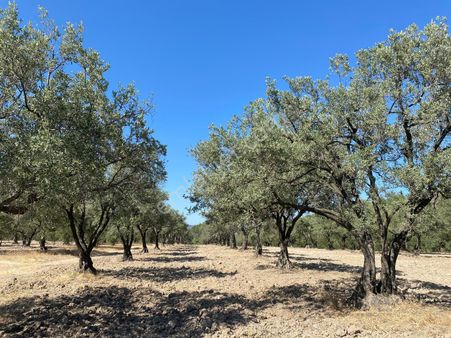 B.osmaniye De 5 Dönüm Bakımlı Satılık Zeytinlik