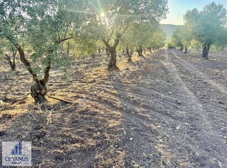 Halıtlı Da 4.500 M2 Zeytinlik, 110 Adet Ağaç, Asfalta Yakın