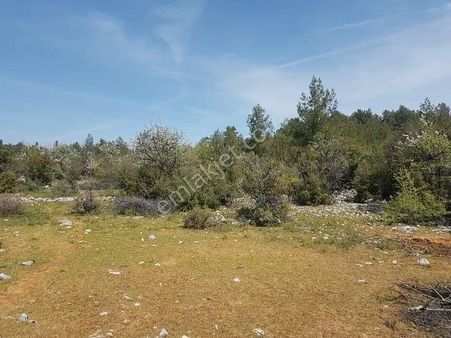 Muğla Çiftlik Köy Satılık 12.294m2 Tarla