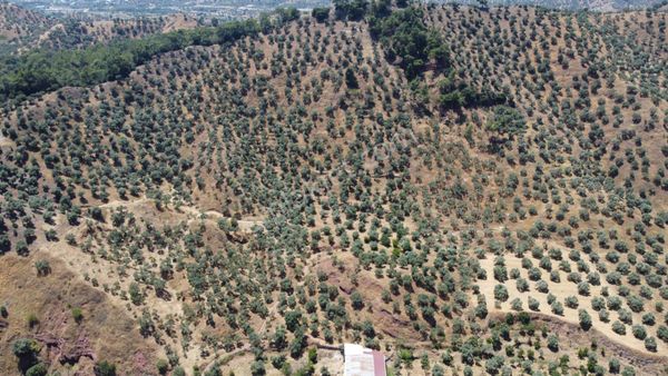 ✅✅ Aydın Köşkte 26.330 M2 Satılık Zeytinlik ✅✅