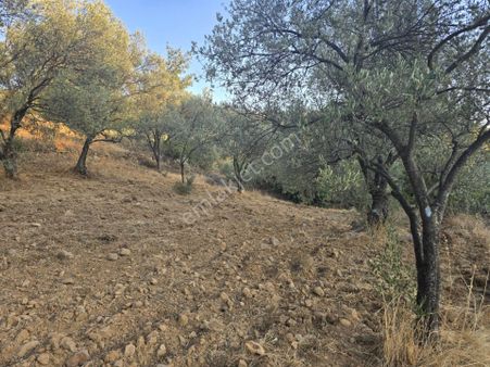 Gömeç Hacıoğlu'nda Satılık, Yolu Olan, 3250 M² Zeytinlik