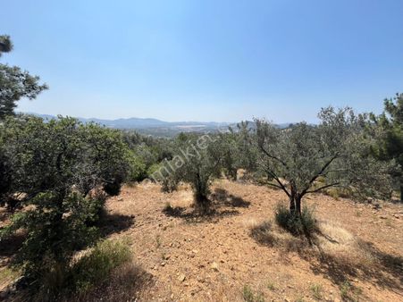 Olcaysu'dan Sanayi İmarına Komşu 2411m2 Zeytinlik!