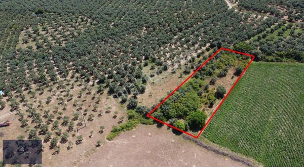 Magna Center'dan Gemiçte 1.850m2 Tek Tapu Satılık Tarla