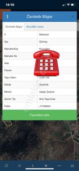 Olcaysu'dan Gömeç De 4261m2 Yatırımlık Zeytinlik