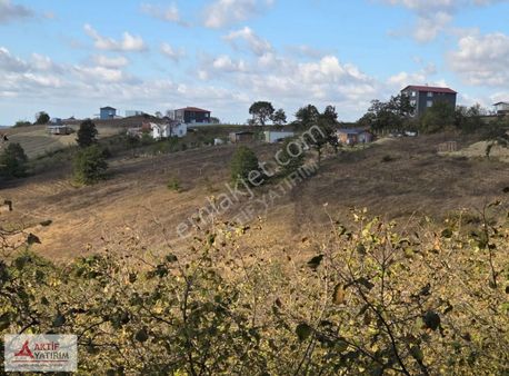Kandıra Sinanlibilalli Köyünde 2179 M2 Satılık Fındık Bahçesi