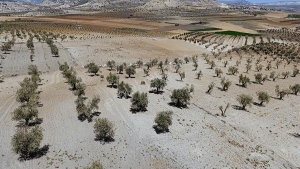 İtibar'dan Polateli Dümbüllü'de Osb Yakınında Satılık Araziler