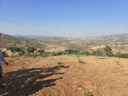 İtibar 'dan Musabeyli Ağcakent 'te Satılık Mahsüllü Fıstıklık