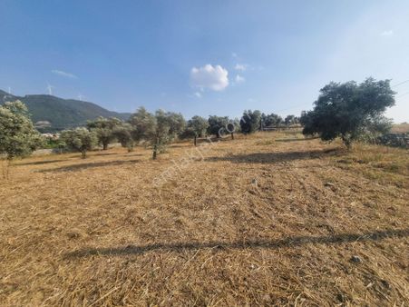 Kuşadası Burgazda Tek Tapu Yola Sıfır 5.688m2 Satilik Tarla