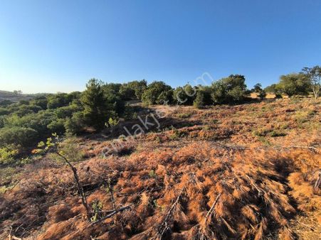 Manisa Yunusemre Osmancaliya Yakin 4900m2 Tarla 1.250.000tl