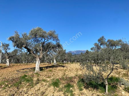 Torbalı Saipler'de Fırsat Yatırımlık Satılık Zeytinlik