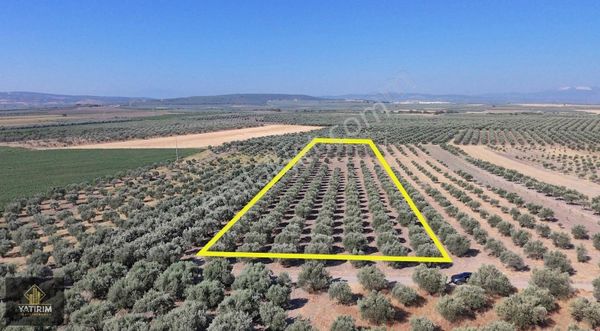 Kayalığlu 10.300 M2 Tek Tapu Yolu Bulunan En Ucuz Zeytin Bahçesi