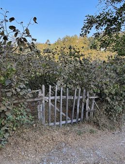 Perşembe Gündoğdu'da Ev Yapımına Uygun 6.388m2 Düz Bahçe