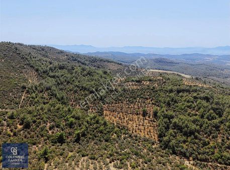 Torbalı Dirmil Köyünde Yatırımlık Zeytinlik