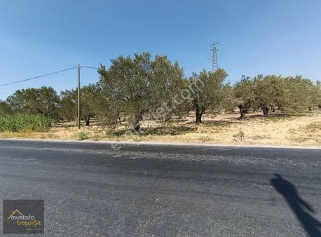 Mustafa Başyiğit Emlaktan Satılık Süleymanlı'da Zeytinlik