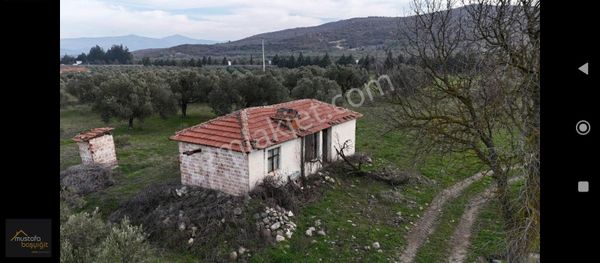 Mustafa Başyiğit Emlaktan Gelenbe'de Satılık Zeytinlik