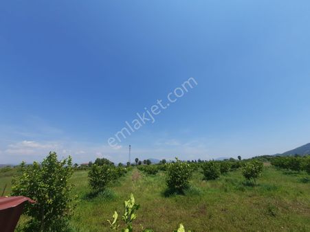 Muğla Güzelyurtta Satılık 15 600 M2 Limon Bahçesi