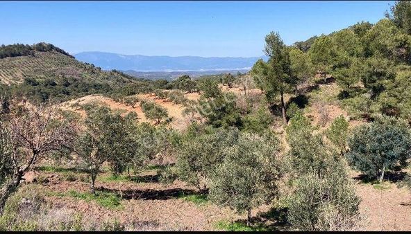 Balıkesir / Gömeç Kumgedik Mahallesinde 3.357 Metrekare Satılık Zeytinlik