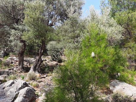 Muğla Ortaca Dalyan Gökbel De 3 100 M2 Hazine Arazisi Zilliyet Hakkı Devir Edilecek