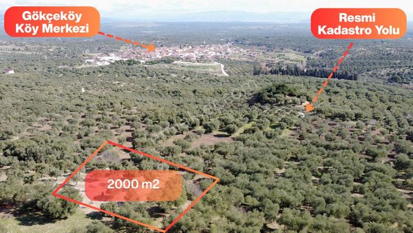 Manisa Saruhanlı Gökçeköyde Satılık 2 Dönüm Zeytinlik