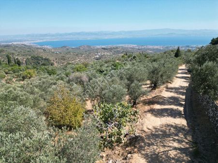 Poyraz Gayrimenkul'den Edremit Arıtaşı Köy'ünde 3800m2 Deniz Manzaralı Satılık Zeytinlik