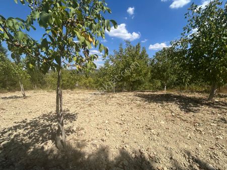 Kocaeli Karamürsel Çamdibi 2716 M² %5 İmarlı Yatırımlık Satılık Tarla