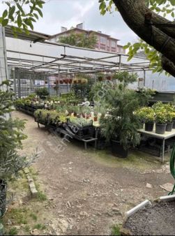 Kadıköy'de Botanik Cafe Yaz Ve Kış Bahçesi Olan Çiçekçi Otopark Olarakta İşletilebilir