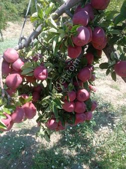 Berkay Emlaktam Yellice Mahallesinde Satılık Bağ Bahçe