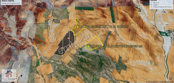 Ezel Emlak Tan Oğuzelli Dutluca Mhl De Satılık 2 Parça Arazi