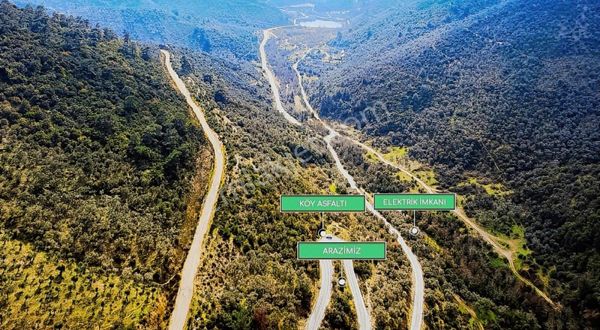 İzmir Bayındır Sarıyurt Köyünde Fırsat Zeytinlik!