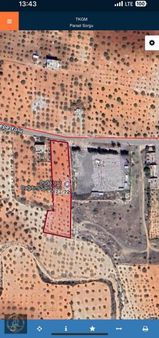 Baron Dan Yeşilevler Asfalt Üstü Zeytinlik