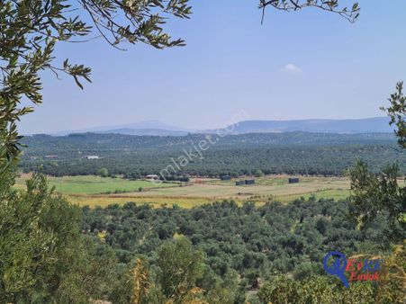 Evre Emlaktan Ayvalıkta Deniz Manzaralı Satılık Zeytinlik