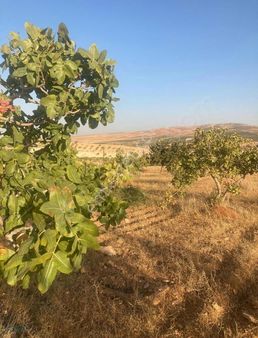 Satılık Fıstık Tarlası