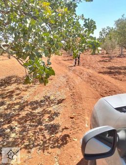 Faruk Emlaktan Satlık Gürsuda Tek Tapu Arazi