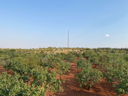 Yaşarsoy Gyo'dan Karaköprü Gölpınar'da 17.000mt2 Fıstıklık