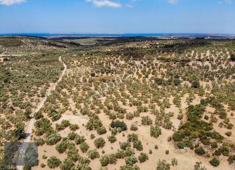 Çanakkale Ezine Gökçebayır Köyünde Satılık Fırsat Zeytinlik