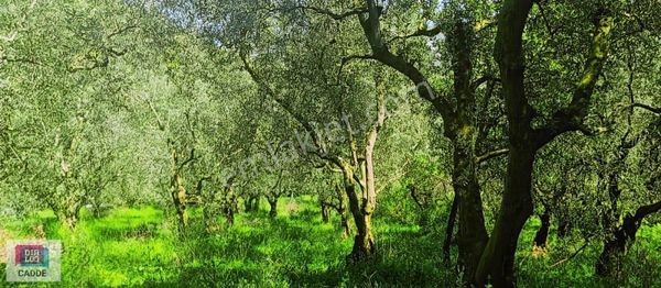 875 M² Verimli Zeytinlik | 1.5 Ton Ürüm Veren 2 Tapulu Arsa