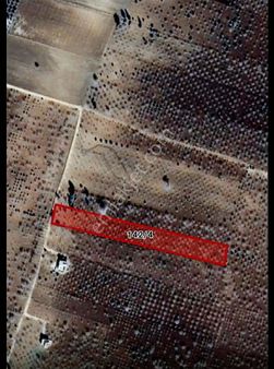 Süper Yetişmiş Resmi Yollu Geliri Yüksek Fıstıklık