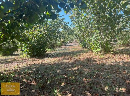 Deka Gayrimenkul'den Düzköy'de Satılık 6.720 M² Fındık Bahçesi