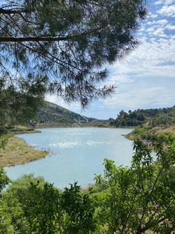 Cb King'den Balıkesir/gömeç Ulubeyler Mahallesi Satılık Zeytinlik