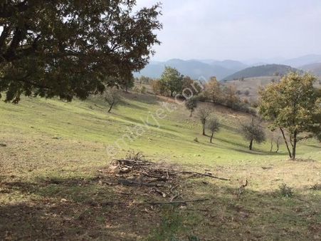 Cb King'den Balıkesir/dursunbey Çanakçı Mahallesi Satılık Tarla