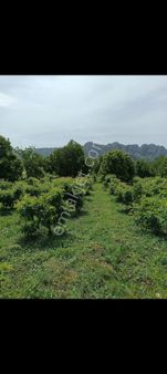 Erdemli Sorgun Da Köy İçi Satlık Şeftali Bahçesi