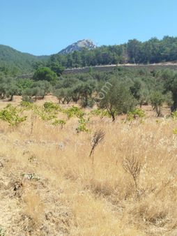 İlay Grouptan Torbalı Karakızlar Karaot Yolunda Satılık Tarla