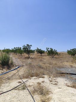 Seyitgazi Taşlık Mh Satılık Ceviz Bahçesi