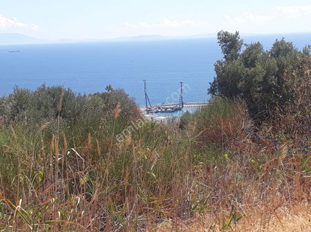 Tekirdağ Şarköy Mürefte Mh De Satılık Zeytinlik Deniz Manzaralı