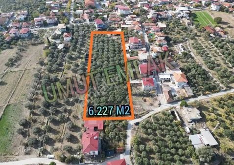 Buharkent Festek'te Satılık Zeytinlik