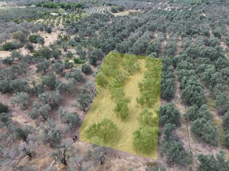 Startkey Den Kızıklı Köyüne Yakın Satılık Zeytinlik