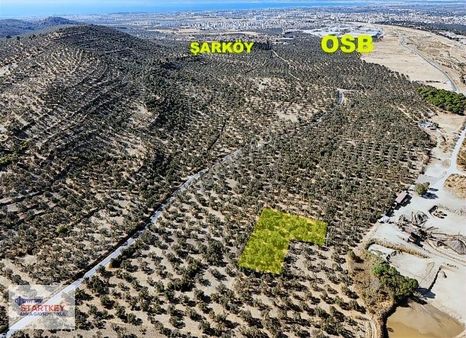 Startkey Anka'dan Burhaniye Şarköy'de 3436m2 Satılık Zeytinlik
