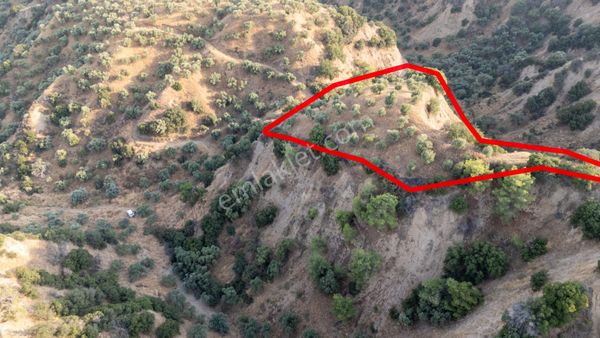 Sultanhisar Atça Mahallesinde Satılık 11 Dönüm Zeytinlik